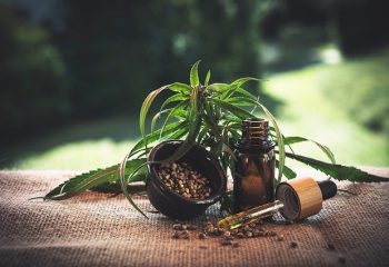 Tout savoir sur cette plante : le cannabidiol