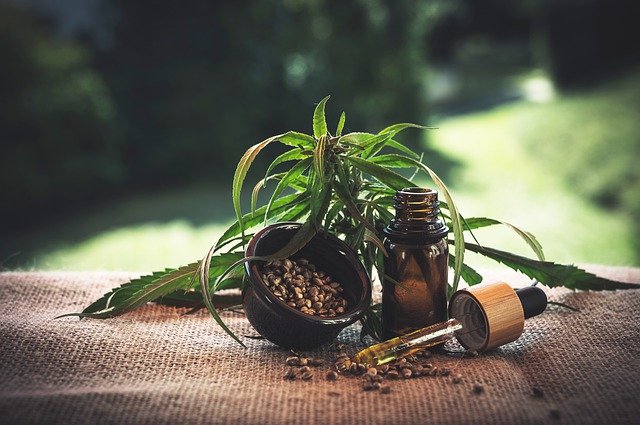 Tout savoir sur cette plante : le cannabidiol