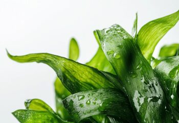 L’algue wakame reinventee : du bowl healthy au poke moderne