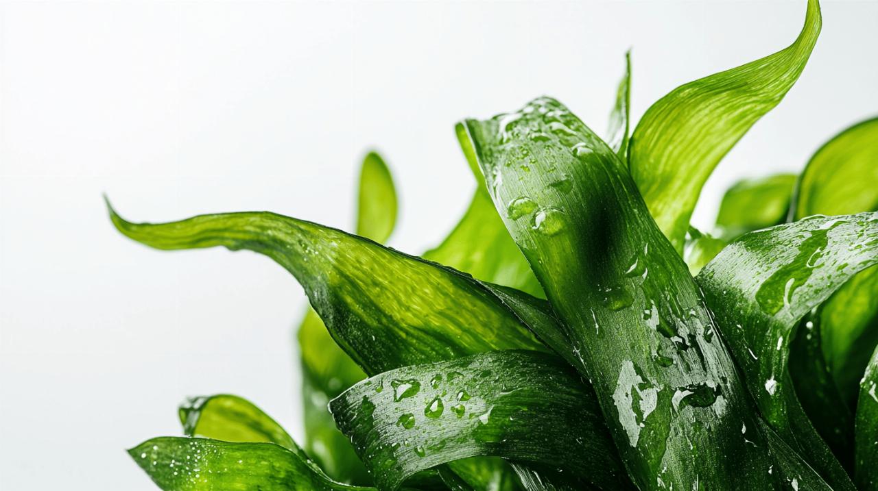 L’algue wakame reinventee : du bowl healthy au poke moderne